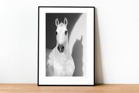 framed even a white horse creates a black shadow
