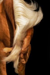 Nannie van Berkel_Pegasusart_lusitano_equine_manes