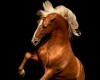 Nannie van Berkel_Pegasusart_lusitano_manes_paard