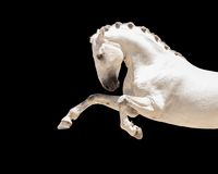 Nannie van Berkel_Pegasusart_lusitano_white_stallion_paard