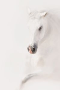 Nannie van Berkel_Pegasusart_series emergo_white horse