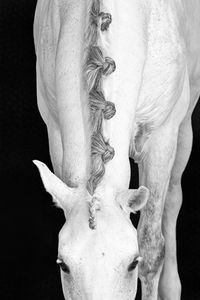 Nannie van Berkel_Pegasusart_white_horse_manes_details