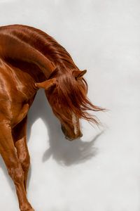 paard_nannie_van_berkel_lusitano-paard-fotografie